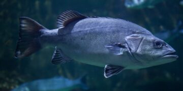 Breakthrough in commercial grouper farming