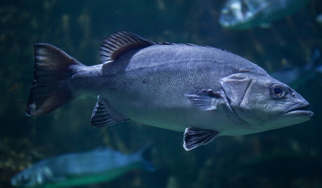 Breakthrough in commercial grouper farming