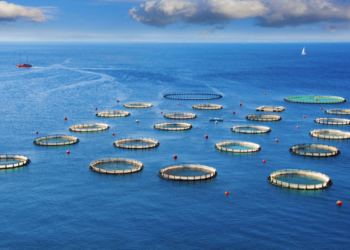 Fisheries and aquaculture A major role in food security