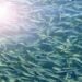 Forage fish, a worrying situation in the north-east Atlantic