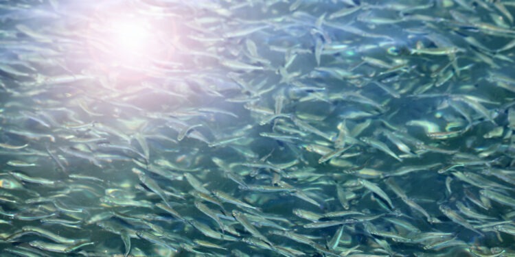 Forage fish, a worrying situation in the north-east Atlantic