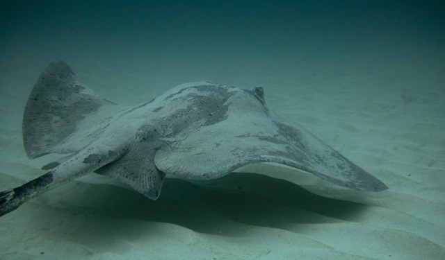 Some fish species are getting smaller