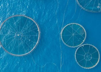 Turkish aquaculture, record production and exports