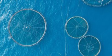 Turkish aquaculture, record production and exports