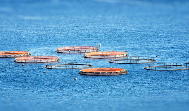 Aquaculture. Five priorities for global sustainability