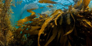 Challenges and opportunities in the algae sector