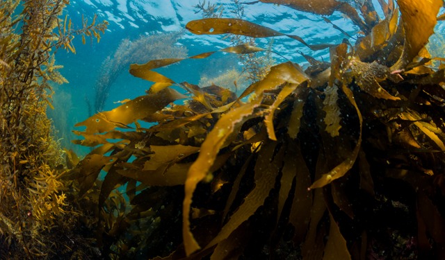 Challenges and opportunities in the algae sector