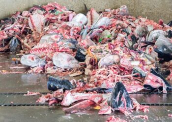 Fish by-products: a growing market