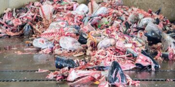 Fish by-products: a growing market