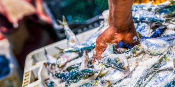 Fishing opportunities for 2024 in the Mediterranean and Black Sea