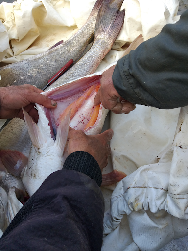 Gutting Meagre with Egyptian farmers during training action for value addition