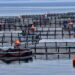 How to reduce plastic consumption in aquaculture?