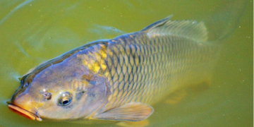Increasing carp fish productivity in Iraq a challenge for small scale aquaculture, following the market