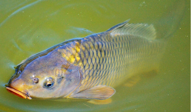Increasing carp fish productivity in Iraq a challenge for small scale aquaculture, following the market
