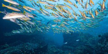 AI for better stock assessment