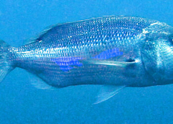 Dentex dentex a good candidate for diversification in aquaculture - Foto Wikipedia