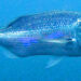 Dentex dentex a good candidate for diversification in aquaculture - Foto Wikipedia