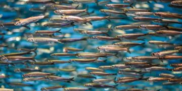 Global fishmeal and fish oil production down