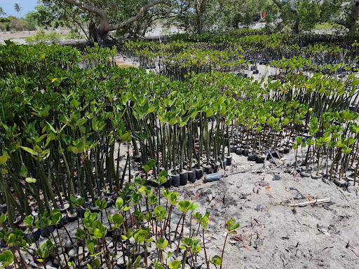Mangrove Restoration Project – Mida Creek Kenya