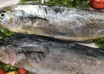 Tunisian-Egyptian-Algerian cooperation to target dolphin fishing