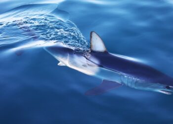 EU Project to Preserve Sharks and Rays in the Mediterranean