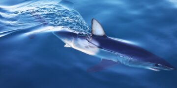 EU Project to Preserve Sharks and Rays in the Mediterranean