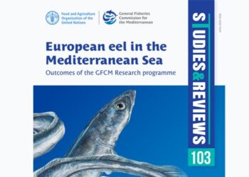 FAO-GFCM report The European eel in the Mediterranean Sea