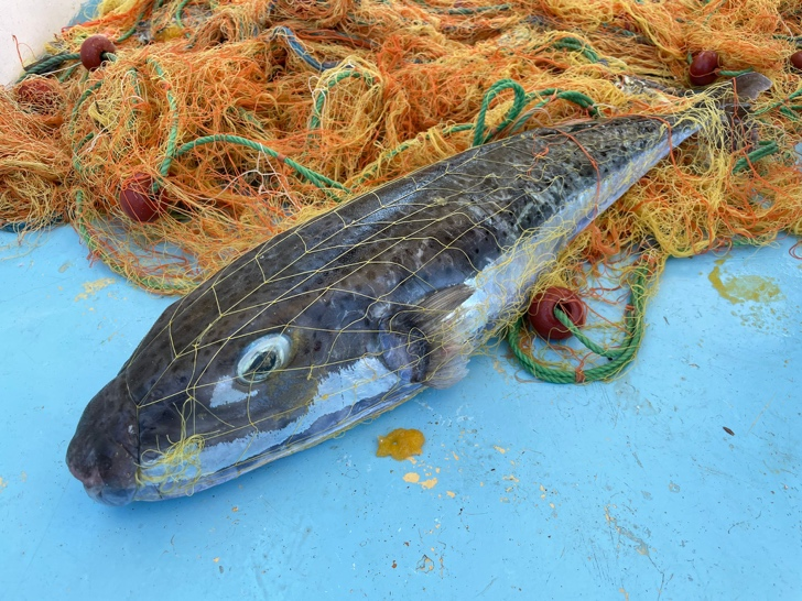 Fisheries scientist switches hats to commercialize invasive pufferfish in Türkiye