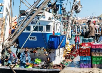 In Morocco, Octopus Fishing Postponed