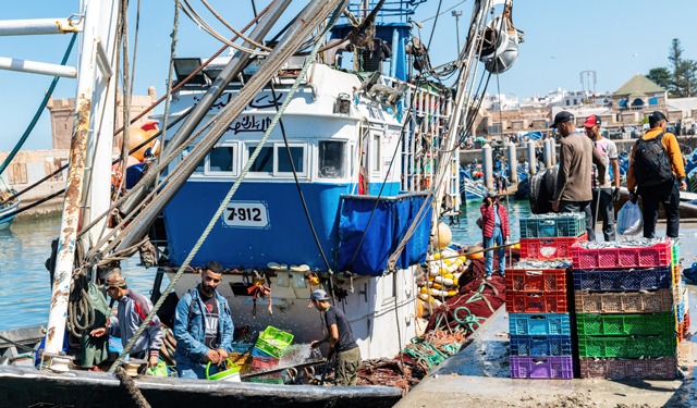 In Morocco, Octopus Fishing Postponed - Blue Life Hub