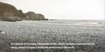 Mysterious fish beached in Japan