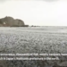 Mysterious fish beached in Japan