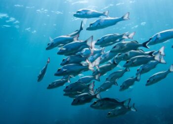 Climate change and fish species decline