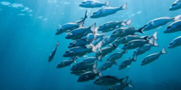 Climate change and fish species decline