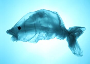 Everything we eat contains microplastics