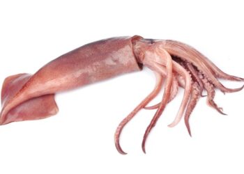 From squid skin a valuable food supplement