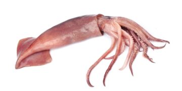 From squid skin a valuable food supplement