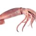 From squid skin a valuable food supplement