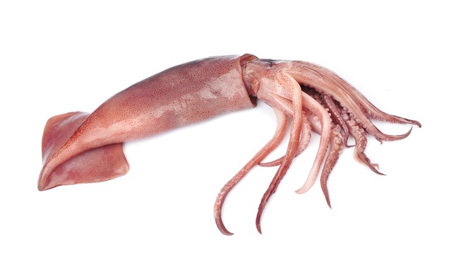 From squid skin a valuable food supplement