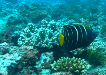 Kenyan coral reef a treasure to protect