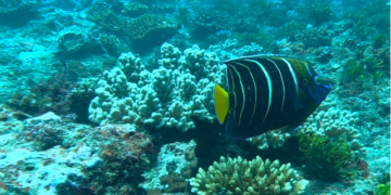 Kenyan coral reef a treasure to protect