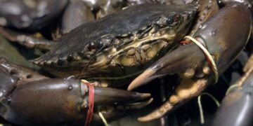 Mud crab farming revolutionised in Kenya