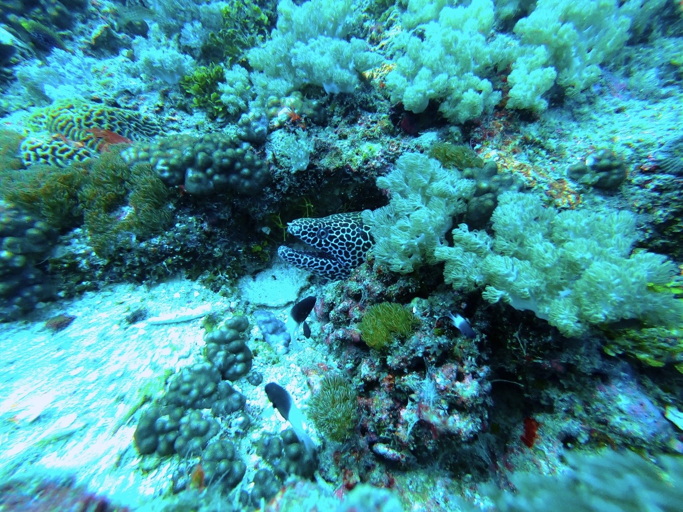 Watamu Kenya Gymnothorax favagineus Honeycomb moray (Photograph by Roberto Mamone 2023)