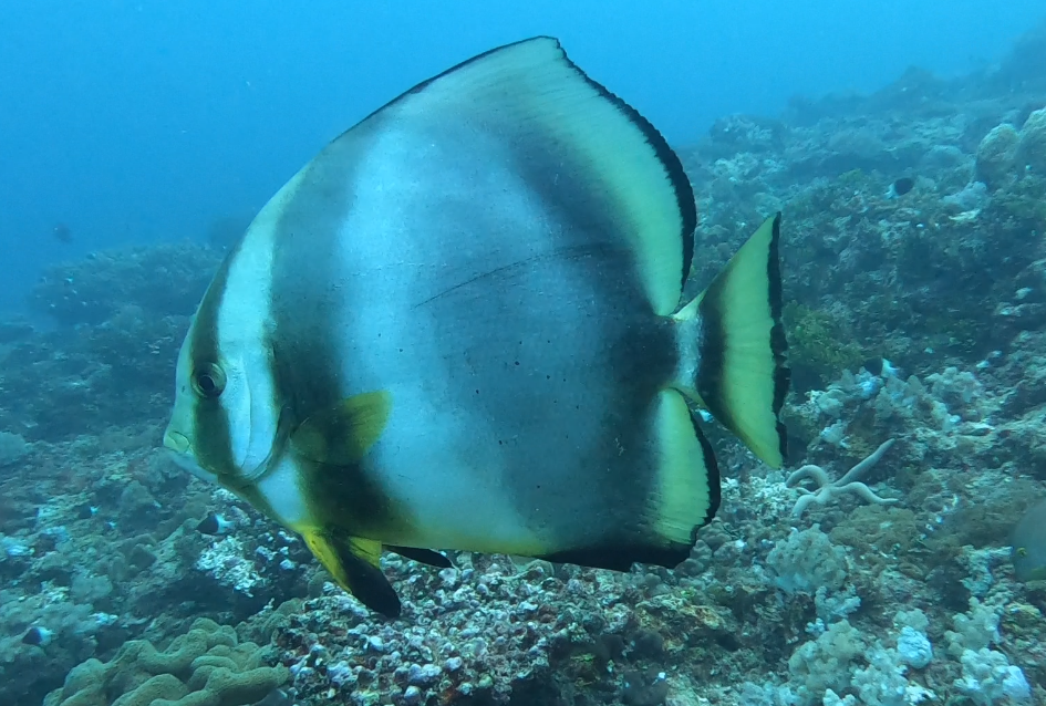 Watamu Kenya Platax orbicularis Orbicular batfish (Photograph by Roberto Mamone 2023)