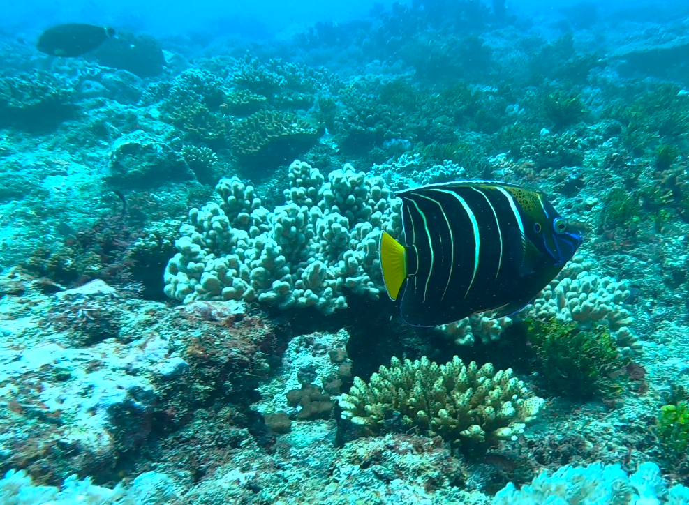 Watamu Kneya - Pomacanthus Chrysurus Goldtail African Angelfish (Photograph by Roberto Mamone 2023)