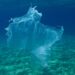 What is the impact of biodegradable plastic in the oceans