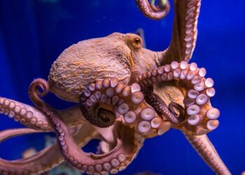 Yes or no to octopus farming?