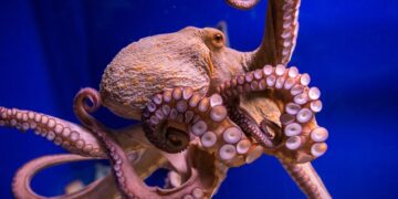 Yes or no to octopus farming?