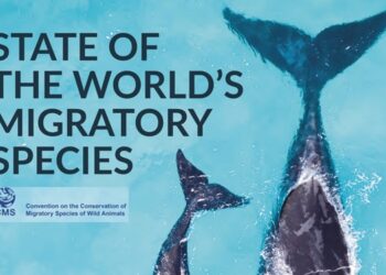 97% of migratory fish species at risk of extinction