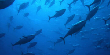 Bluefin Tuna. Improved management and control measures in the Atlantic and Mediterranean